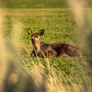 Calf moose resting on pasture