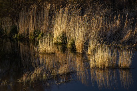 Marsh grasses in late afternoon light