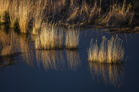 Marsh grasses in late afternoon light