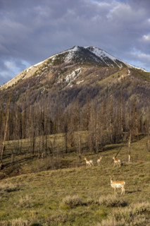 Pronghorn Antelopes in field in Sawtooth Mountains