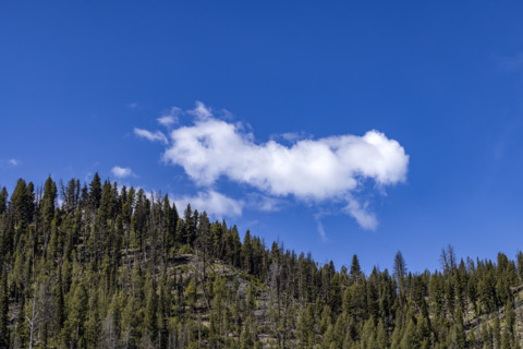 Puffy cloud over forested hill