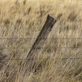 Old fencepost in grassy field