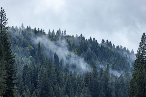 Fog rising from hillside forest