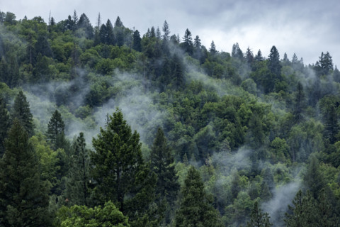 Fog rising from hillside forest