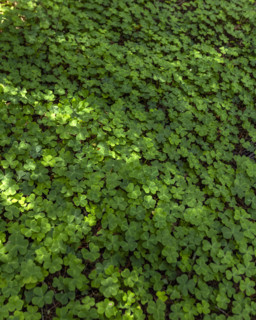 Close-up of clover filed in Henry Cowell Redwoods State Park