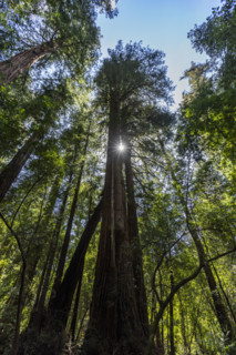 Sun shining through tall trees in Henry Cowell Redwoods State Park