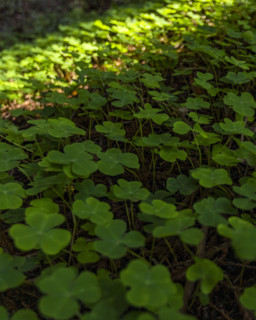 Close-up of clover filed in Henry Cowell Redwoods State Park