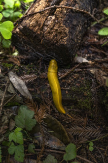 Banana slug in Henry Cowell Redwoods State Park