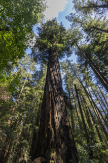 Low angle view of tall trees in Henry Cowell Redwoods State Park