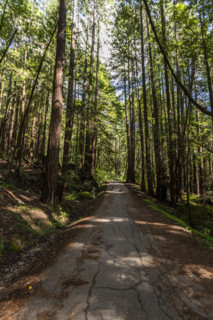 Road and trees in Henry Cowell Redwoods State Park
