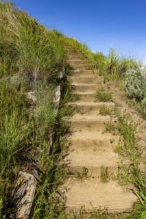 Wooden steps in Military Reserve woodland area