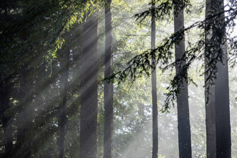 Sun shining through trees during rain