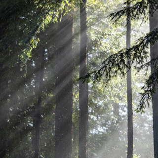Sun shining through trees during rain