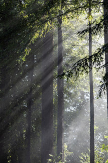 Sun shining through trees during rain