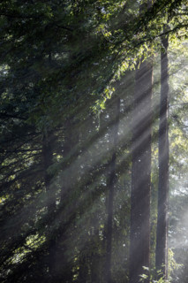 Sun shining through trees during rain