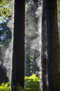Redwood trees steaming after rainstorm