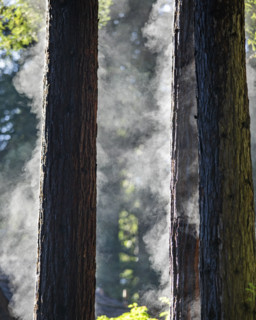 Redwood trees steaming after rainstorm