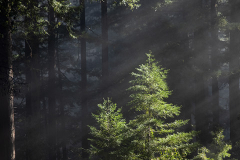 Shafts of sunlight in forest