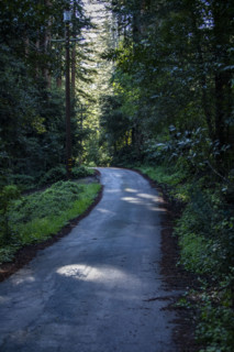 Small road through redwood forest