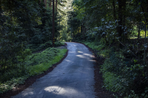 Small road through redwood forest