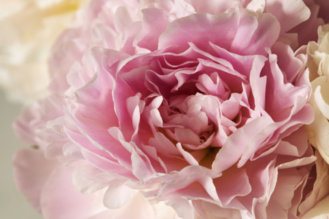 Close-up of pale pink peony