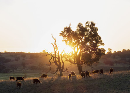 Herd of cattle grazing in field at sunset