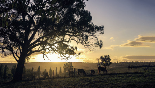 Herd of cattle grazing in field at sunset