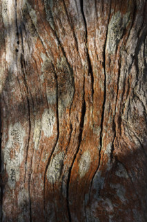 Dappled sun lights tree trunk covered in orange lichen