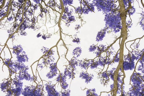 Close-up of brightly backlit jacaranda tree