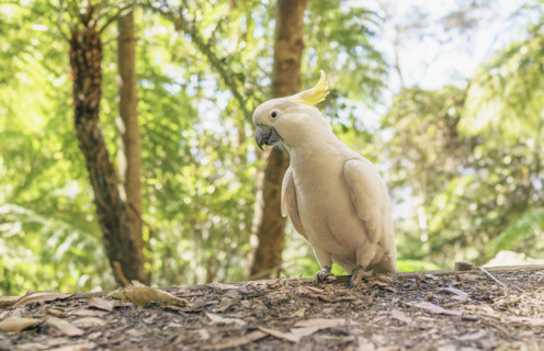 Sulphur-crested cockatoo on ground