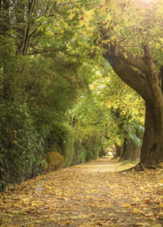 Treelined footpath in autumn