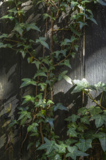 Close-up of ivy growing on wooden paling fence
