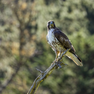 Juvenile Red-tailed hawk perching on branch