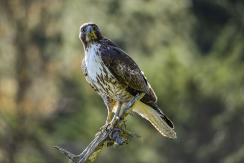 Juvenile Red-tailed hawk perching on branch
