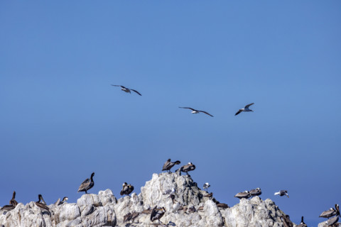 Bird Rock on 17-Mile Drive