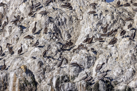 Bird Rock on 17-Mile Drive