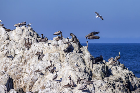 Bird Rock on 17-Mile Drive