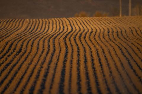 Fresh furrows in spring planting