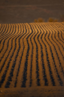 Fresh furrows in spring planting