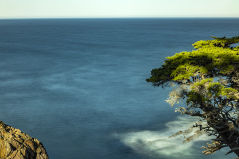 Calm ocean and tree at Point Lobos State Natural Reserve