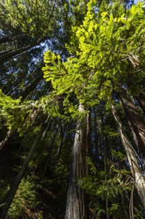Low angle view of coastal trees