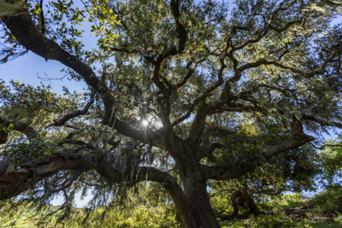 Low angle view of coastal trees
