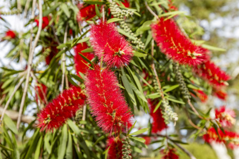 Close-up of Crimson Bottlebrush at University of California Arboretum