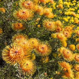 Close-up of Leucospermum patersonii flowers