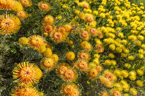 Close-up of Leucospermum patersonii flowers