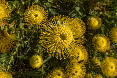 Close-up of Leucospermum patersonii flowers