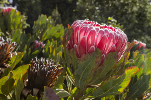 Close-up of Protea obtusifolia flowers