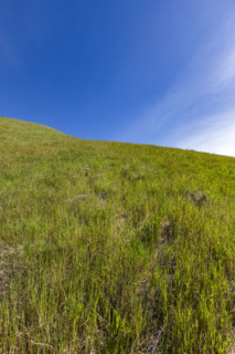 Green hill on sunny day at Dipsea Trail