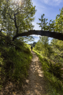 Rear view of senior woman hiking at Dipsea Trail