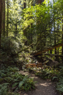 Senior woman hiking at Dipsea Trail